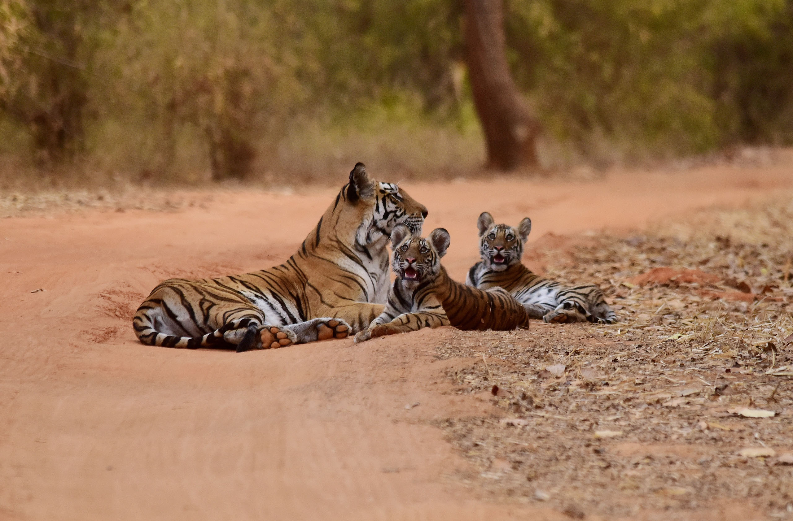 parent tiger relaxing with its cubs