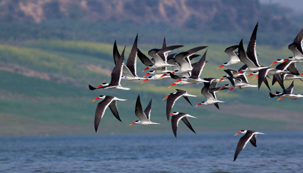 a group of indian skimmers flying over a lake