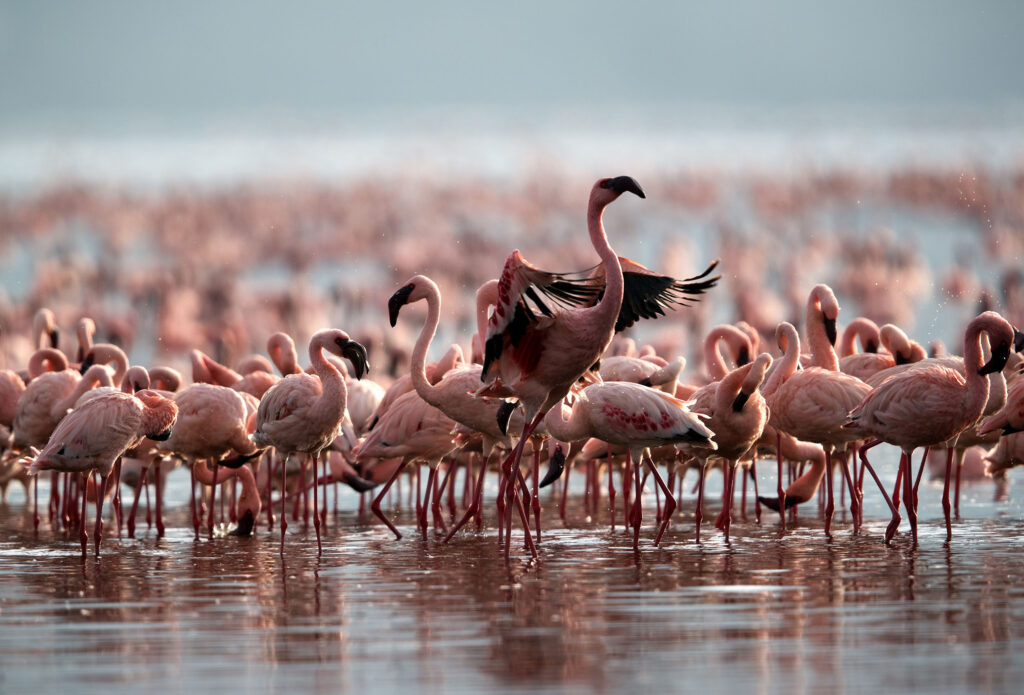 a group of lesser flamingo