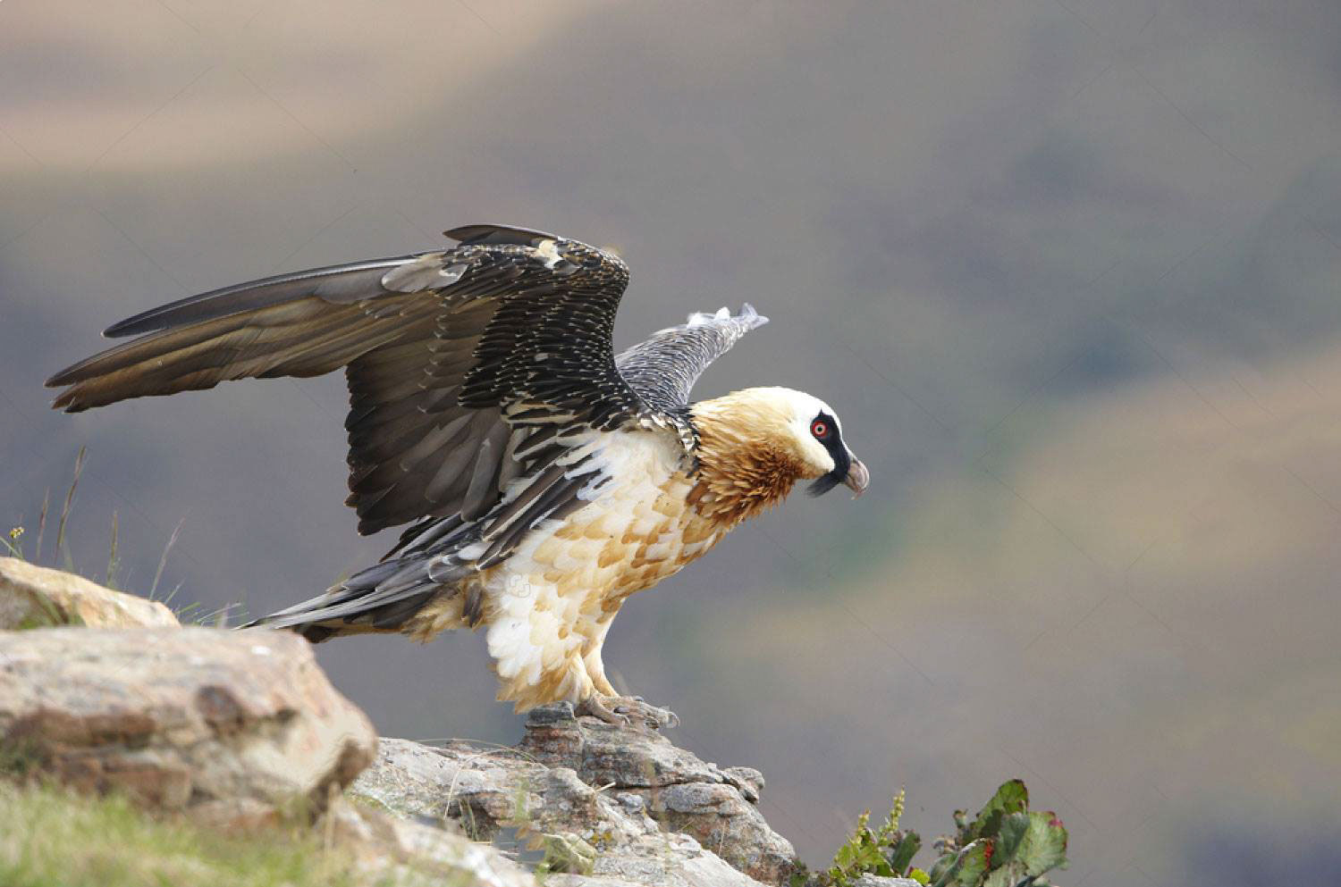Bearded Vulture Devin Haines