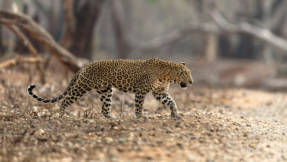 leopard roaming