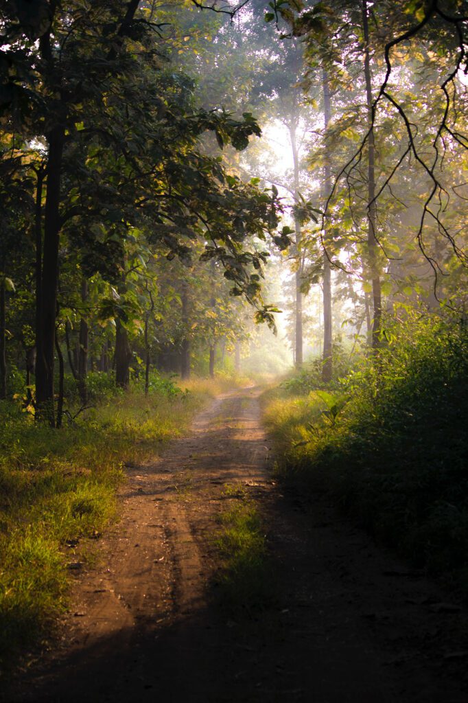 national park and forest