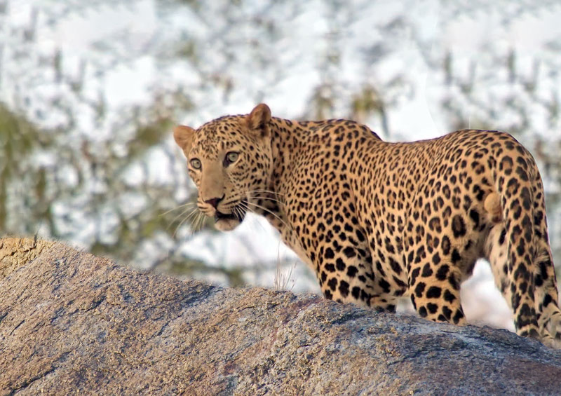 Jawai Land Of Leopards