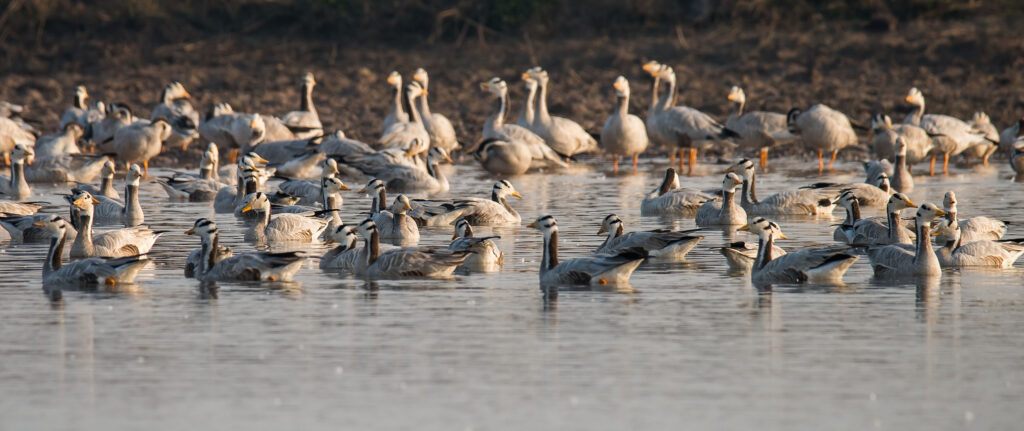 a group barheaded goose enjoying in a lake