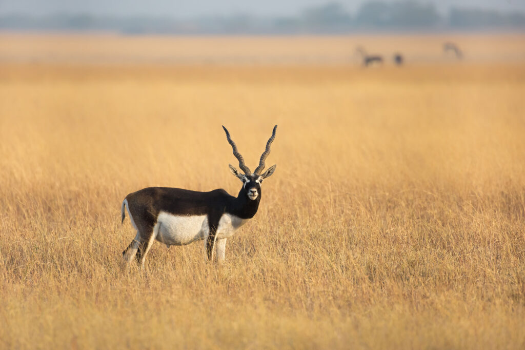a black buck in a grassland