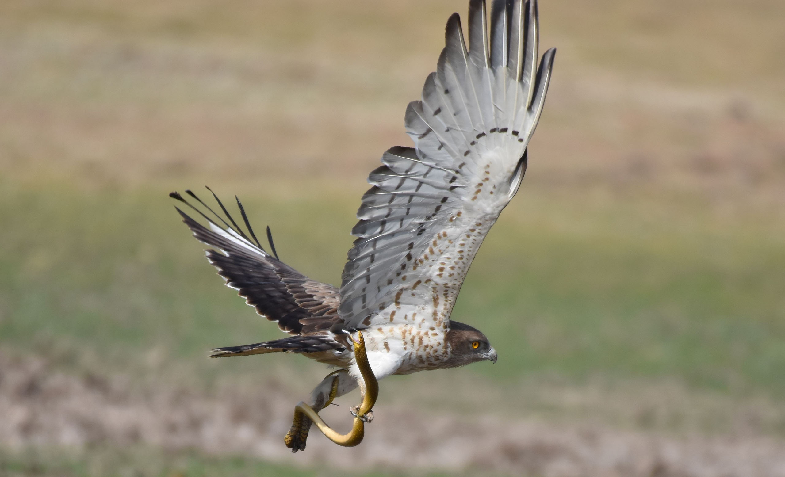 short-toed snake eagle with a snake in its claw