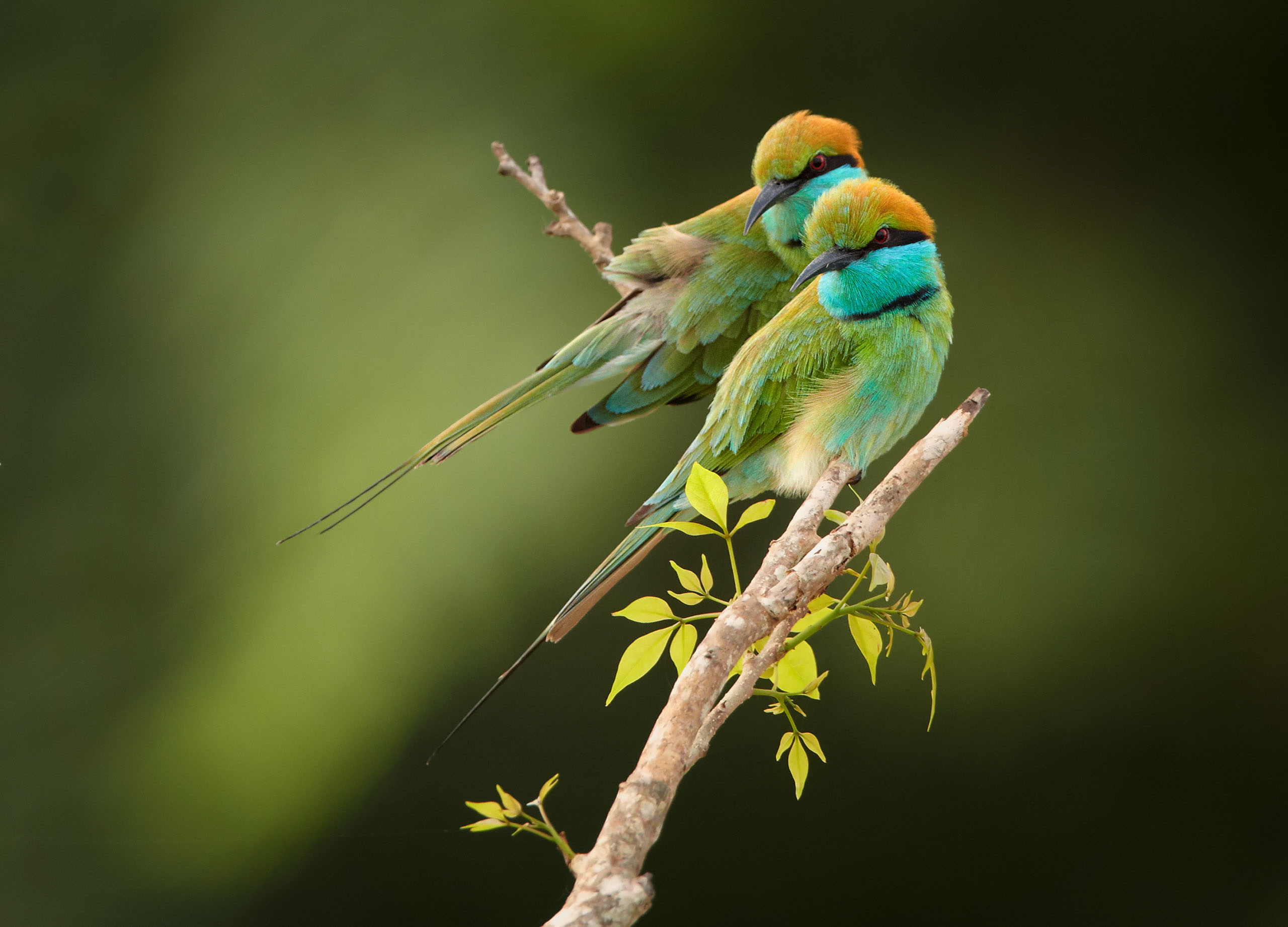 asian green bird couple