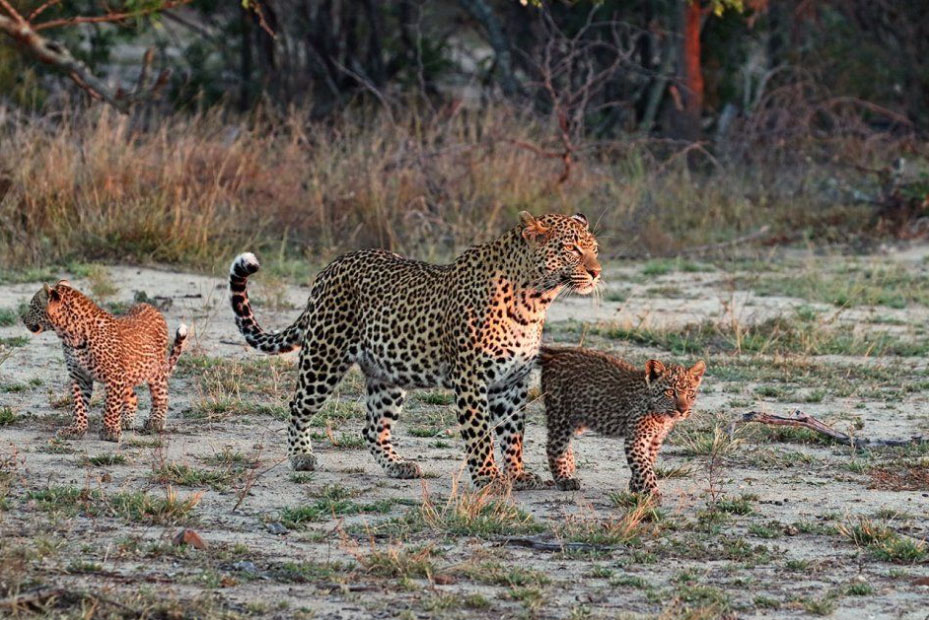 leopard with its cubs
