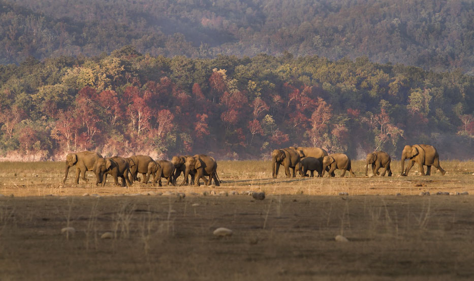 group of elephanats in jim corbett national park