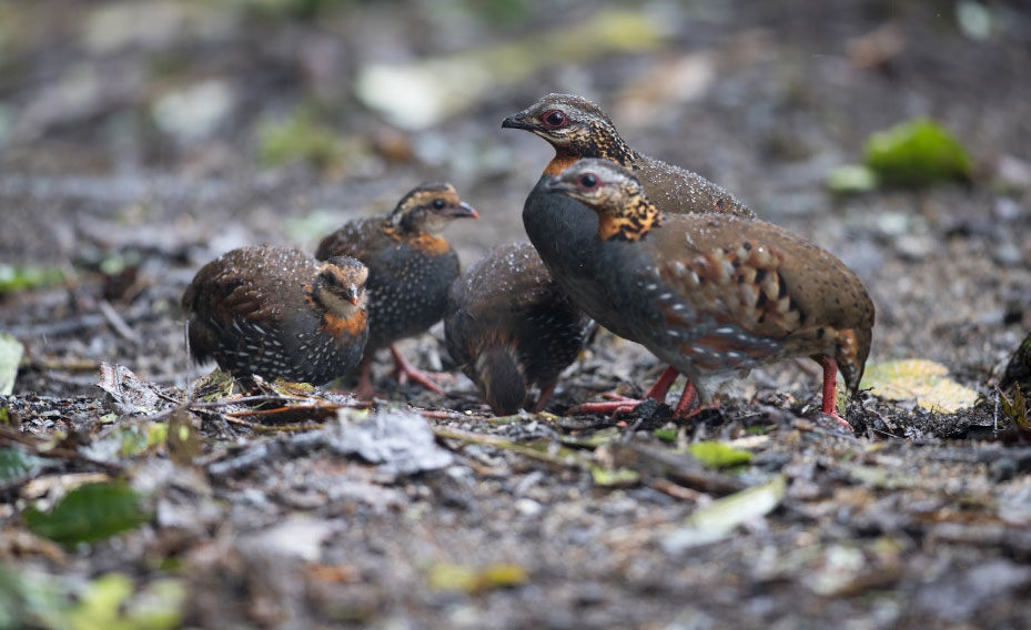 Rufous-throated partridge with their baby bird