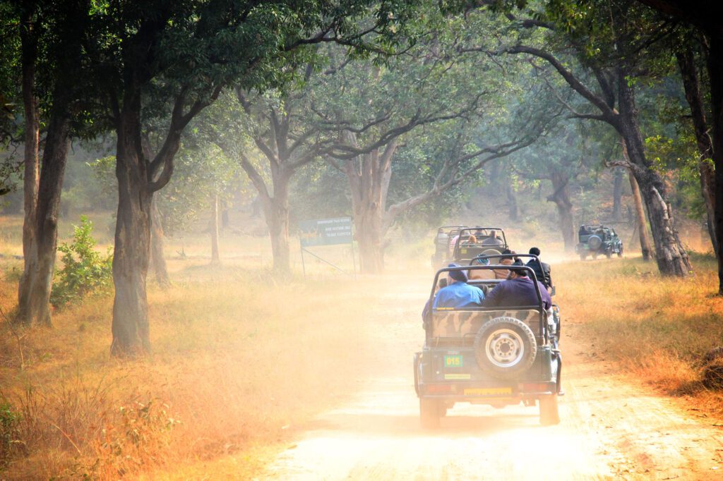 wildlife safari in jeep