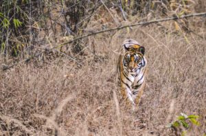 wildlife tiger safari