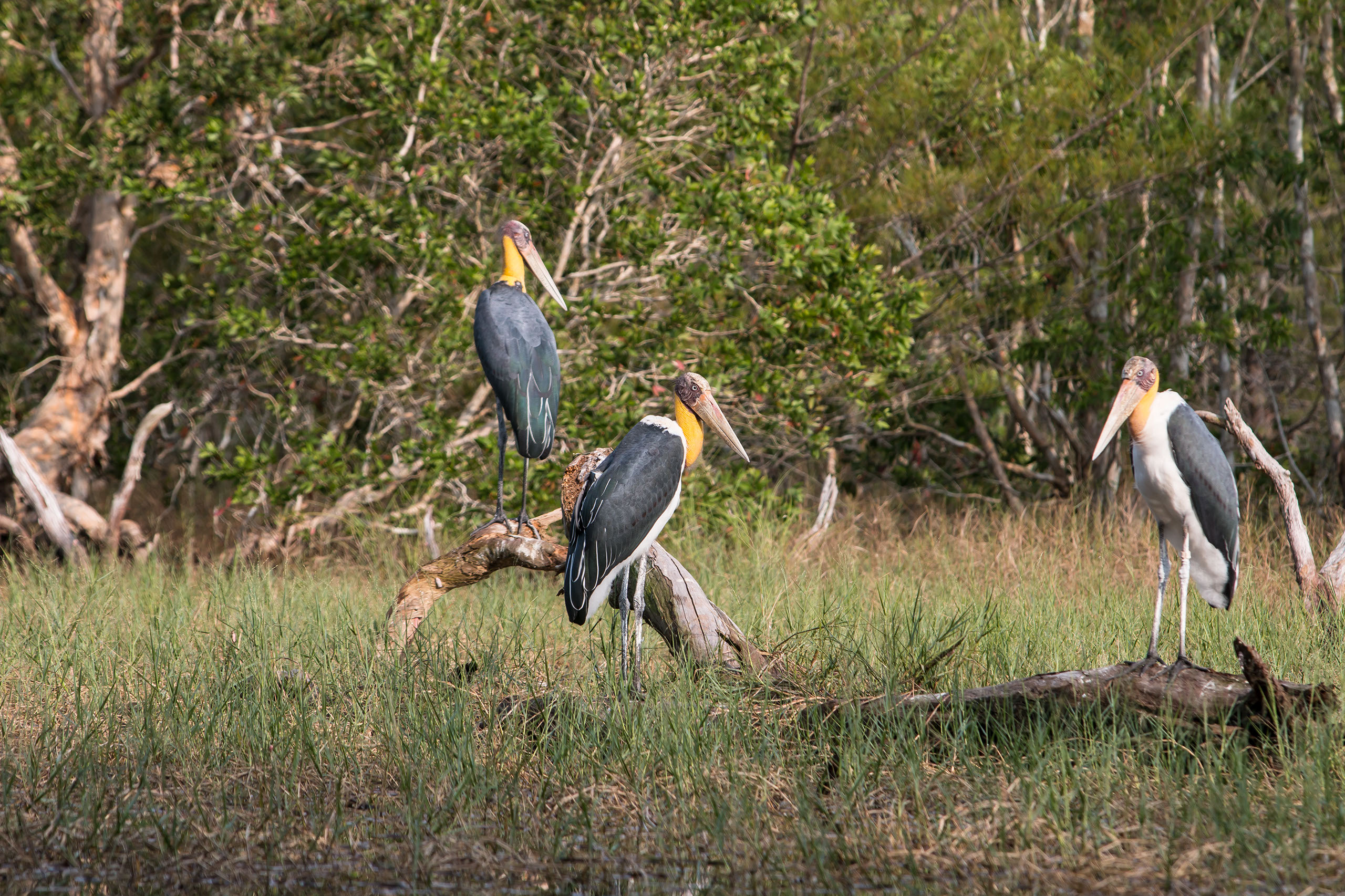 Greater adjutant