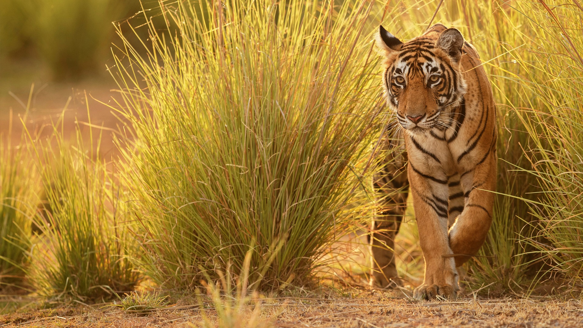 Tiger safari