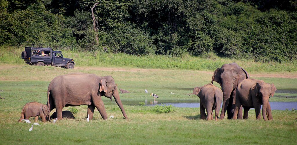 srilanka-elephant