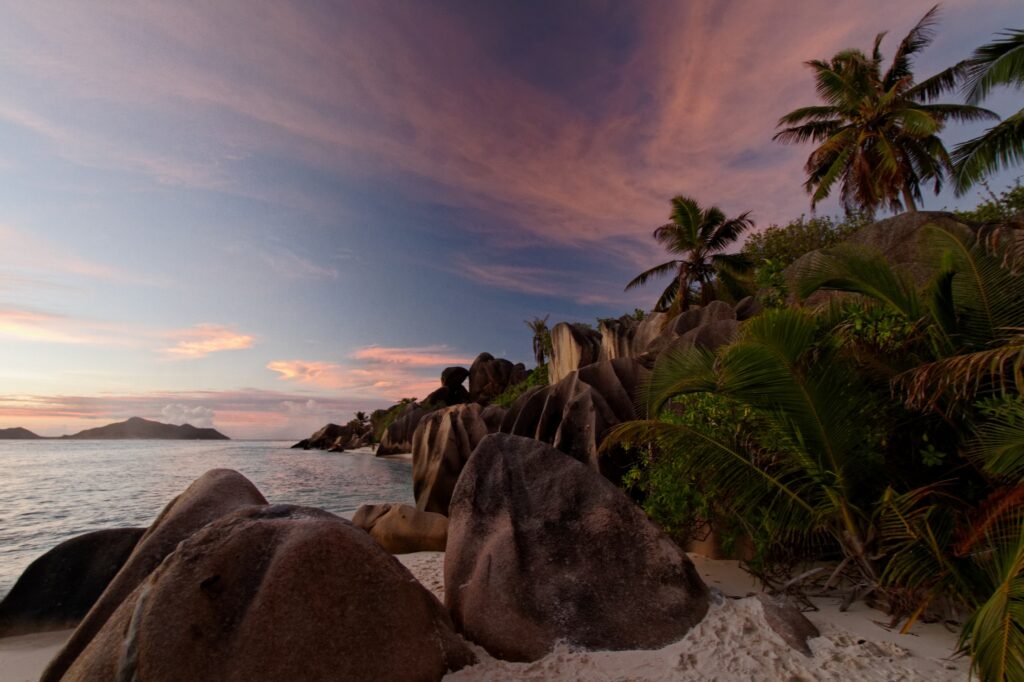 palm-tree-seychelles