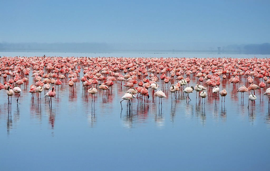 kenya-flamingo-tour