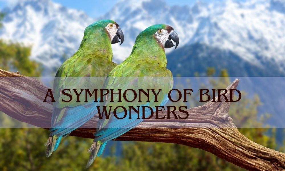 Birding in Himachal: A Symphony of Bird Wonders