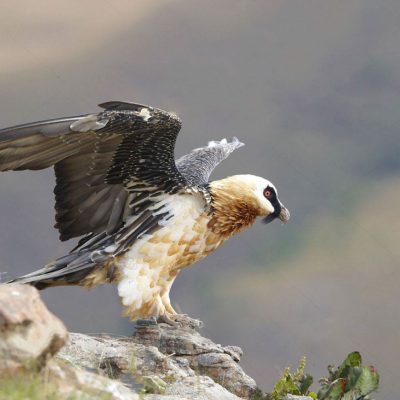 Bearded Vulture Devin Haines