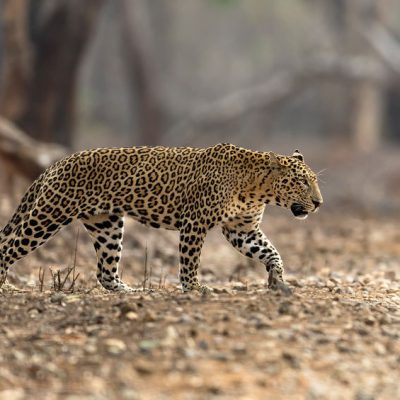 leopard roaming