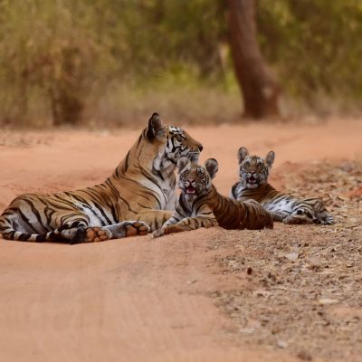 family tiger relaxing