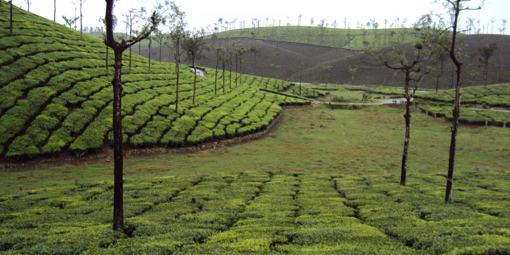 Valparai - Serene Tea Plantations