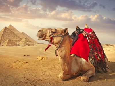 Panoramic view of a resting camel and the pyramids in Giza