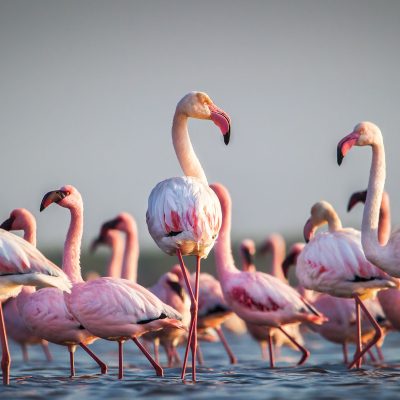A group of Qatar Flamingo