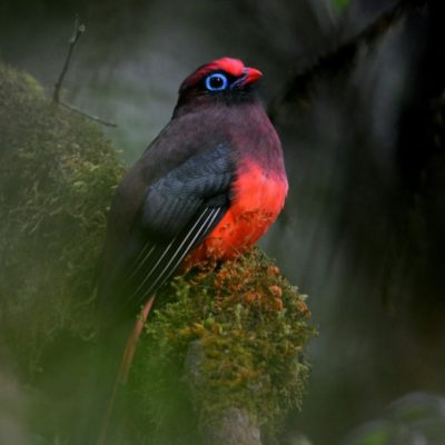 Ward's trogon