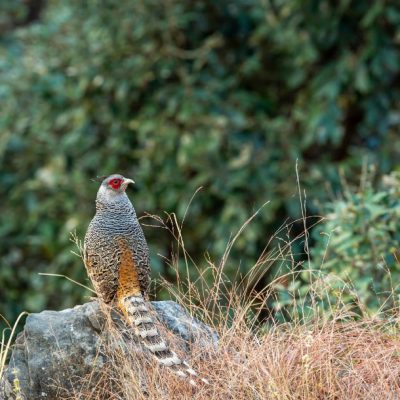 Cheer Pheasant Dreamstime