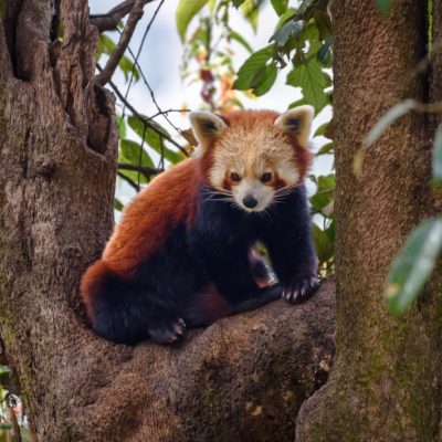 Red panda relaxing on tree