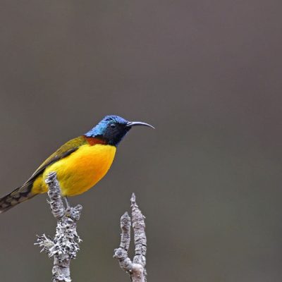 a beautiul coloful bird