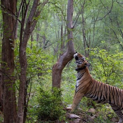 tiger looking over a tree in jungle