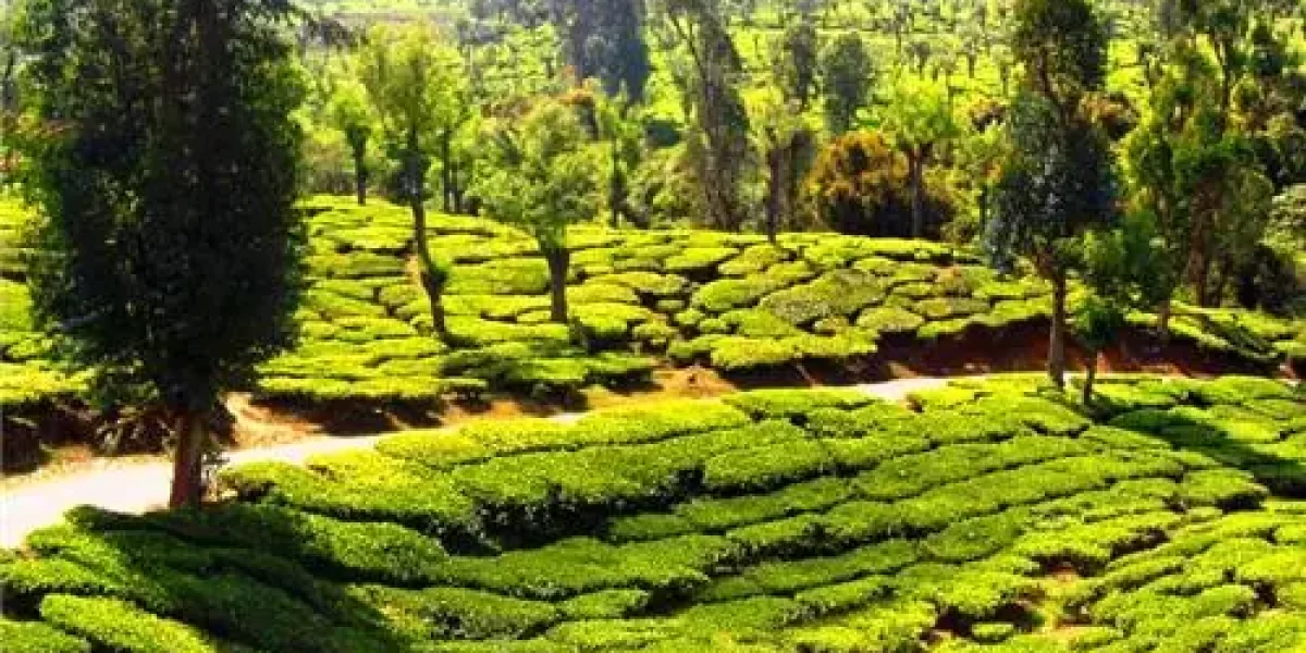 tea-plantation-ooty