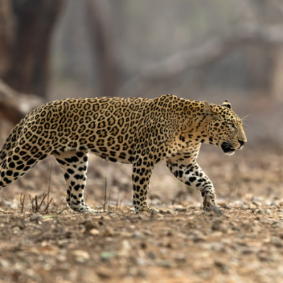 leopard roaming