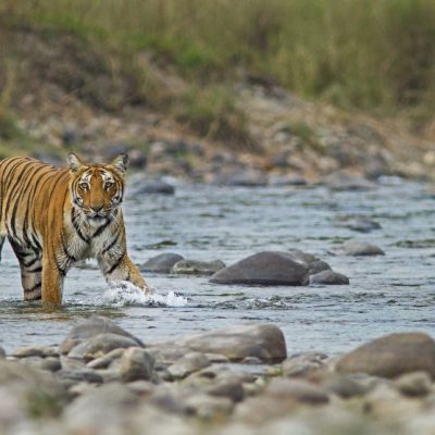 tiger roaming for meal